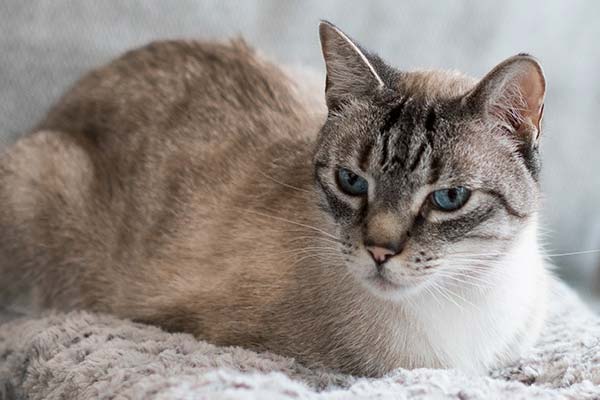 the best cat tracker