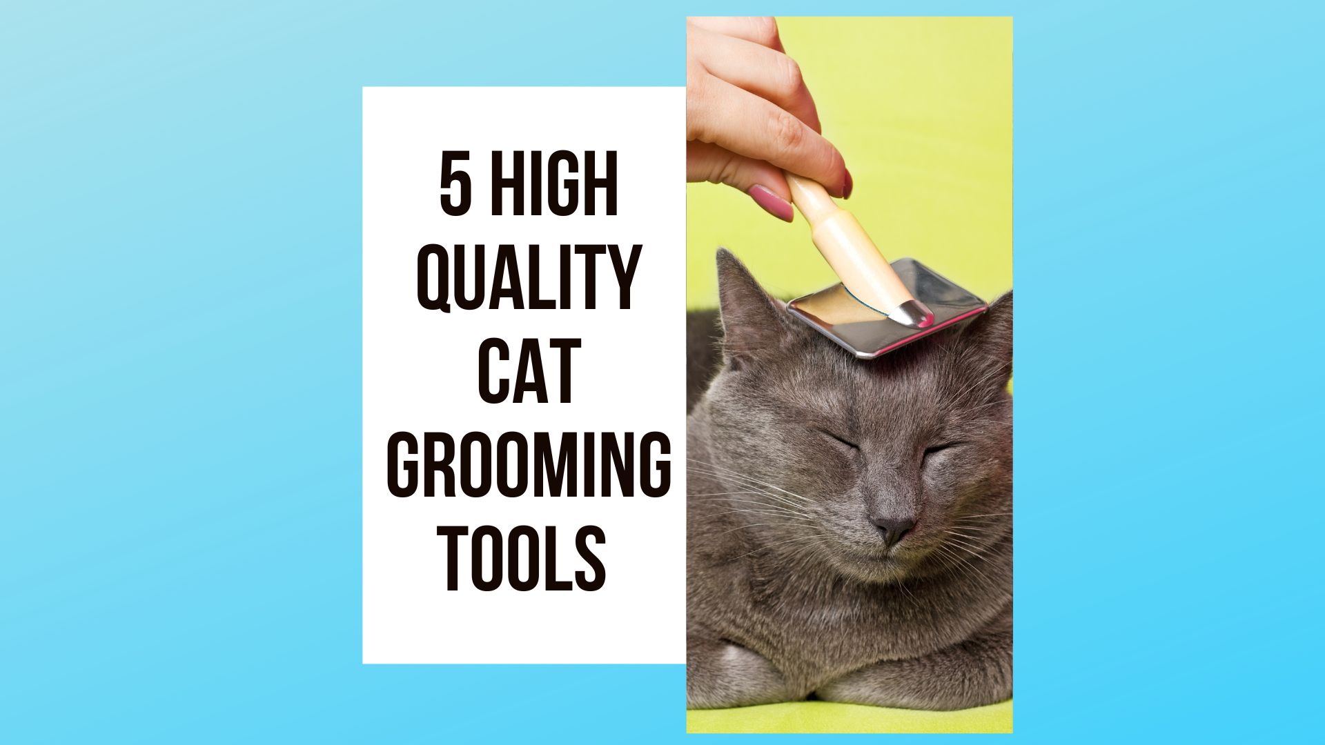 5 High-Quality Cat Grooming Tools for Your Pet