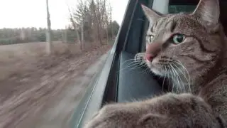 How to Make Car Rides Easier for Cats