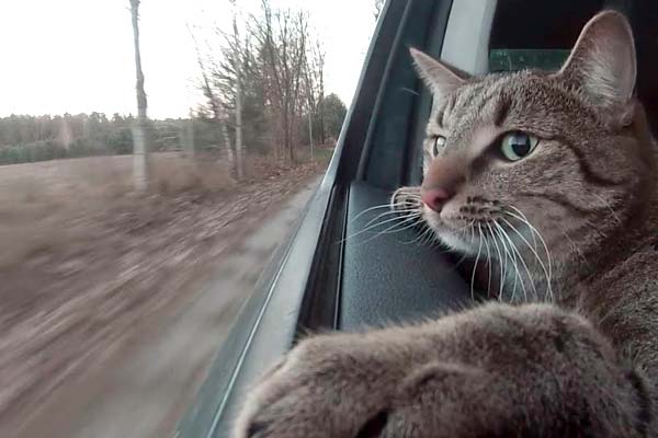 How to Make Car Rides Easier for Cats