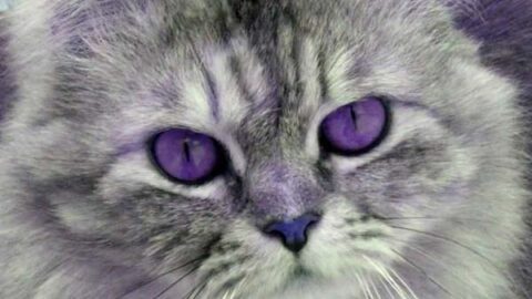 Can Cats Have Purple Eyes? Is the Fabulous a Preposterous Myth?
