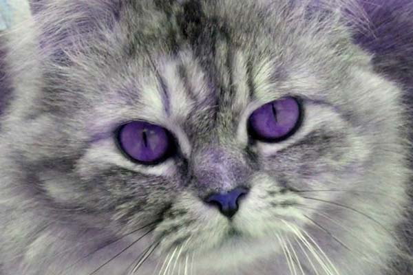 Can Cats Have Purple Eyes? Fabulous a Preposterous Myth?
