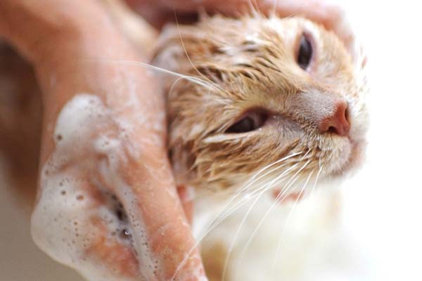 Can You Use Baby Shampoo on Cats, and Is It Often a Safe Choice?