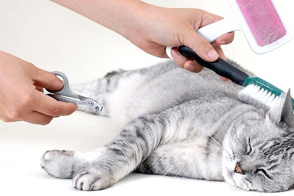 cat grooming tools