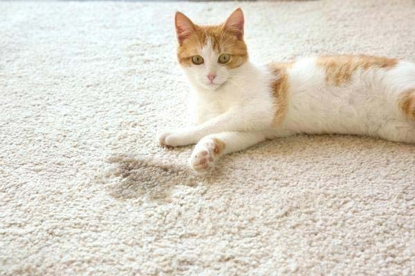 Cat litter deals and bleach