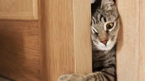 How Do Cats Squeeze Into Tiny Spaces?