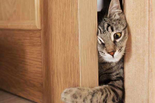 How Do Cats Squeeze Into Tiny Spaces?