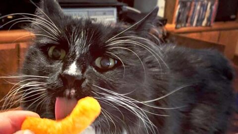 Can Cats Eat Cheetos? Is It Safe or Dangerous