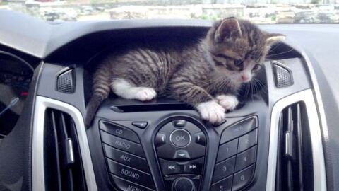 How to Take Peaceable Road Trips with Your Kitties