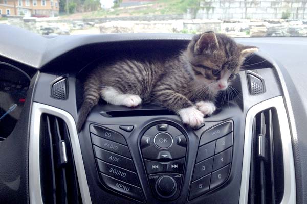 How to Take Peaceable Road Trips with Your Kitties