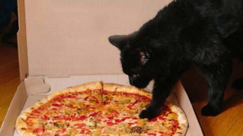 Shocking Reasons You Shouldn’t Let Your Cat Eat Pizza?