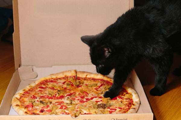 Shocking Reasons You Shouldn’t Let Your Cat Eat Pizza?