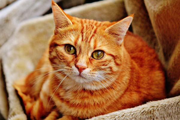 lifespan for indoor cats