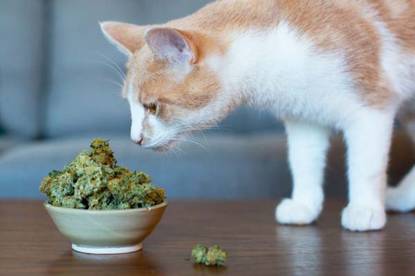 Is Catnip Good for Cats? More than Meets the Eye