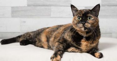 tortoiseshell tabby cat lifespan tortoiseshell tabby cat lifespan