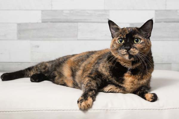 female tortoiseshell cat