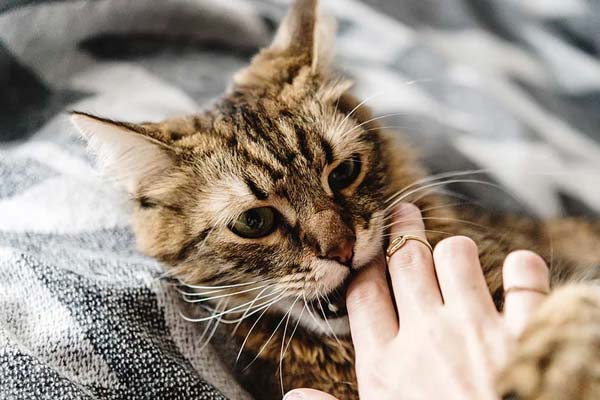 7 Unexpected Reasons Your Cat Bites Your Nose?