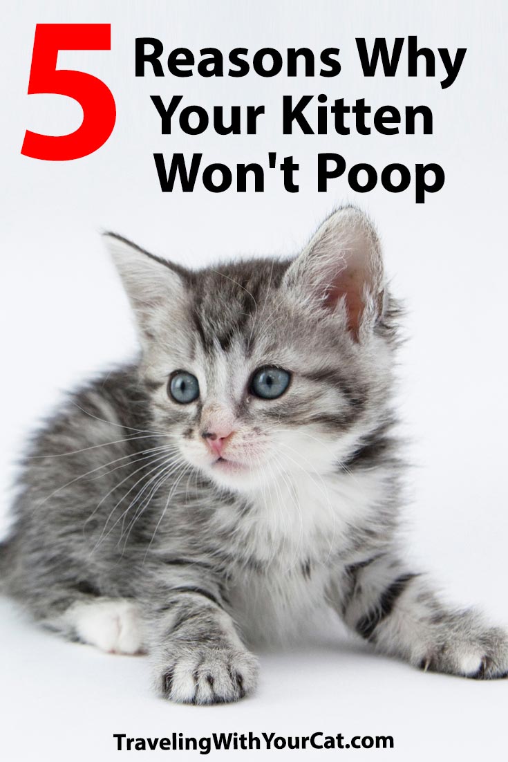 5 Reasons Why Your Kitten Won't Poop Traveling With Your Cat