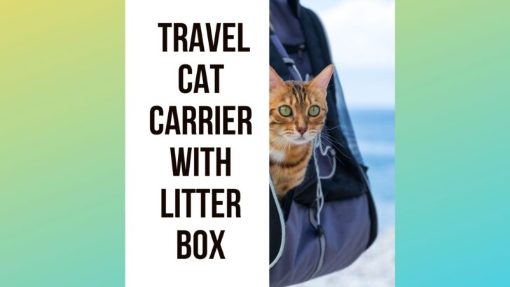 5 Best Travel Cat Carrier With Litter Box