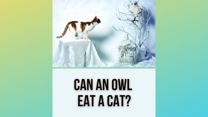 Whoo’s menu is your Cat on? Can an Owl eat a Cat?