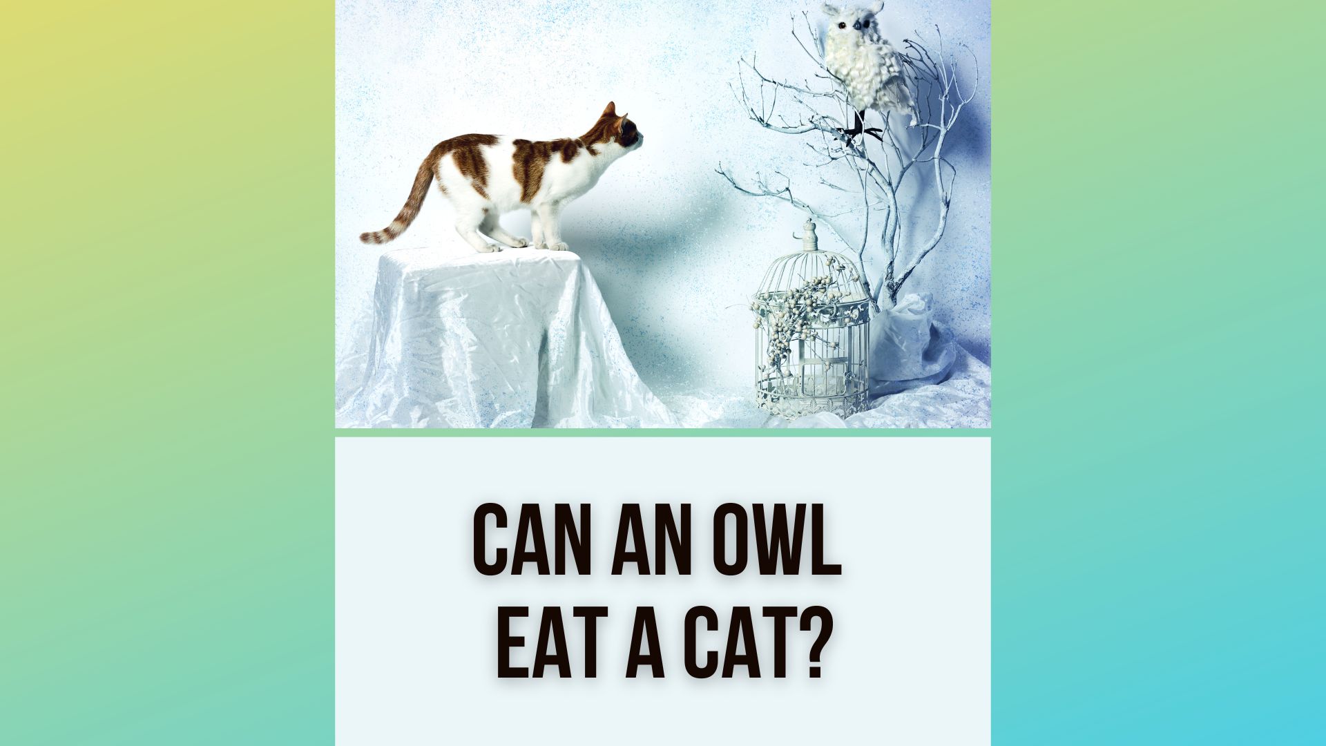 Can an Owl Eat a Cat