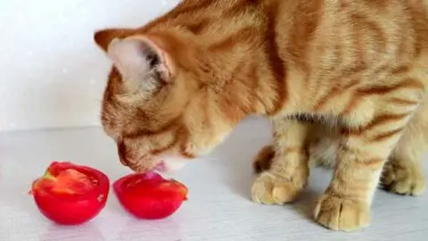 Can Cats Eat Tomatoes? Danger, Toxicity Level, and Best Way