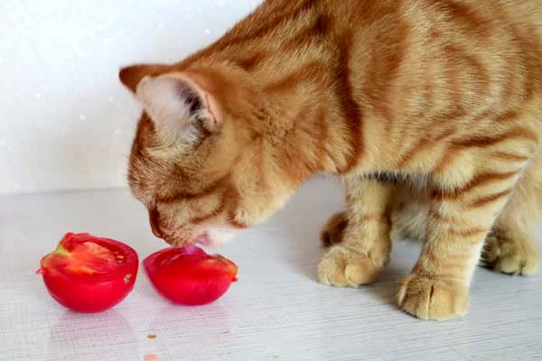 Can Cats Eat Tomatoes? Danger, Toxicity Level, and Best Way