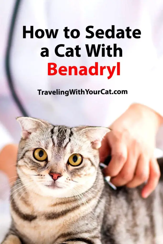 How to Sedate a Cat With Benadryl Traveling With Your Cat