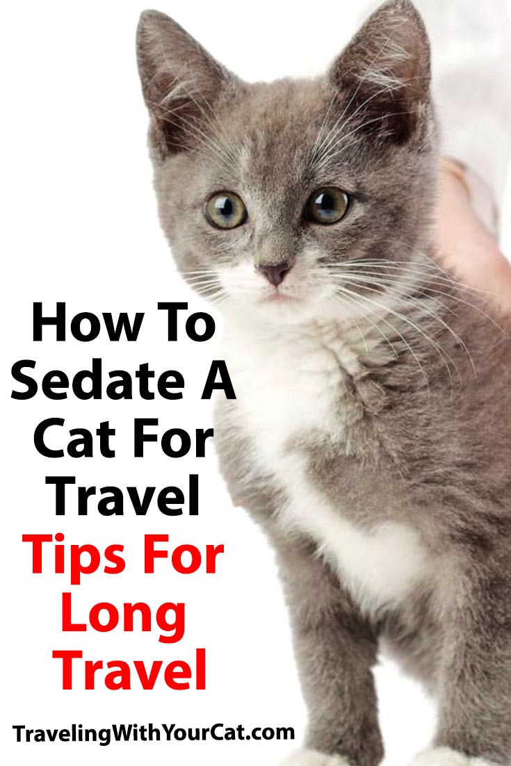 How to Sedate a Cat for Travel Tips For Long Travel Traveling With