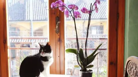 Are Orchids Poisonous To Cats?