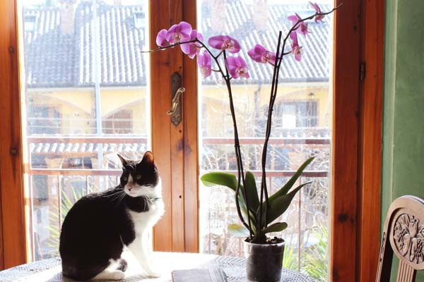 Are Orchids Poisonous To Cats?