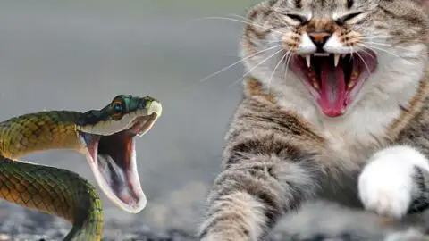 Do Cats Keep Snakes Away: Fiesty Felines vs. Slithering Snakes