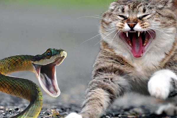 Do Cats Keep Snakes Away: Fiesty Felines vs. Slithering Snakes