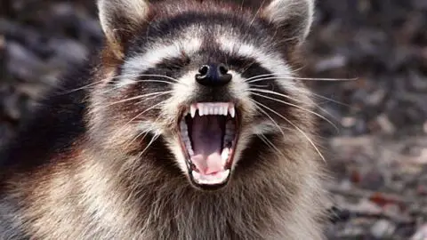 Do Raccoons Eat Cats And How Can I Protect My Cat?