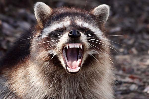 Do Raccoons Eat Cats And How Can I Protect My Cat ...