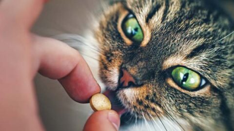 Melatonin: A Magic Bullet for Restless Cats?