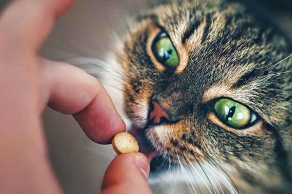 Melatonin: A Magic Bullet for Restless Cats?