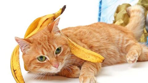 Can Cats Eat Bananas? Is It Safe For Your Cat