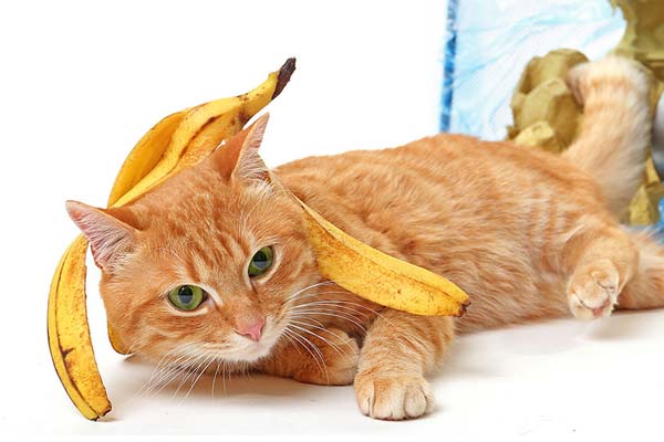 Can Cats Eat Bananas? Is It Safe For Your Cat