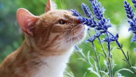 What Smells Do Cats Hate: Your Roadmap to the Feline Nose