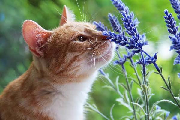 What Smells Do Cats Hate