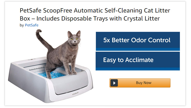 How Much Do Siamese Cats Cost Is It Expensive Traveling With