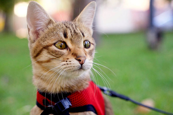 best cat harness for walking