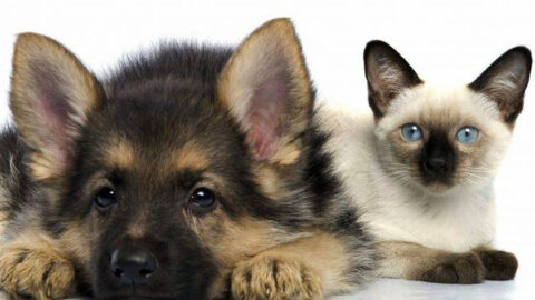 Can German Shepherds and Cats be Besties? Step-By-Step Guide