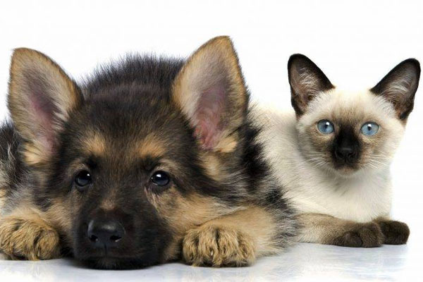 german shepherd and cats