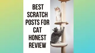 Best Scratching Posts for Cat