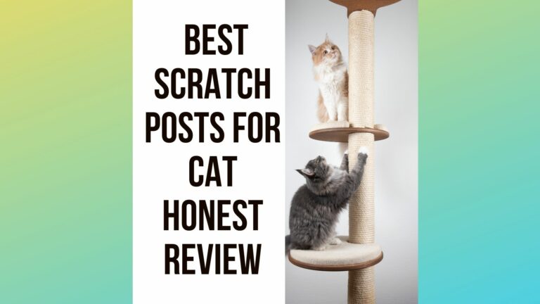 6 Best Scratching Posts for Cat – and Why