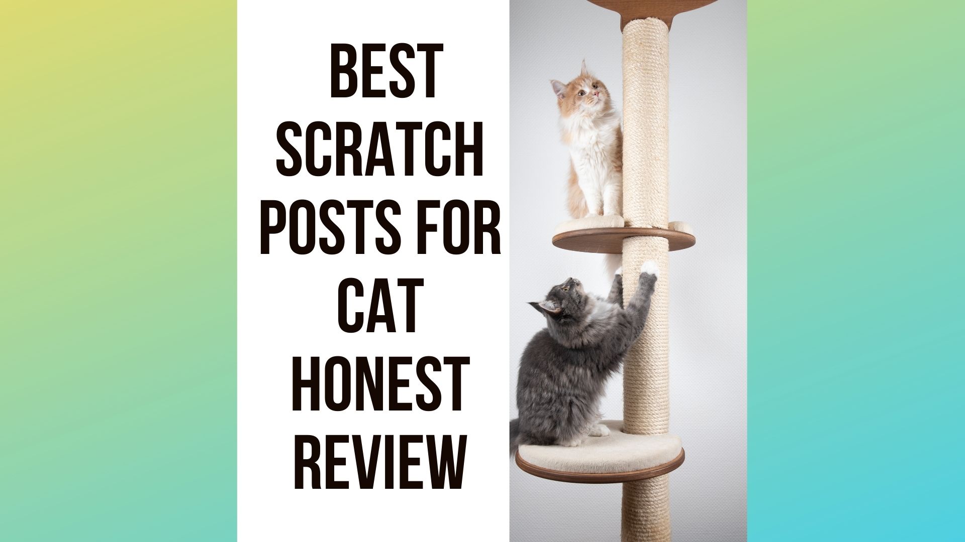 Best Scratching Posts for Cat