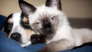 Do Siamese Cats Get Along With Dogs