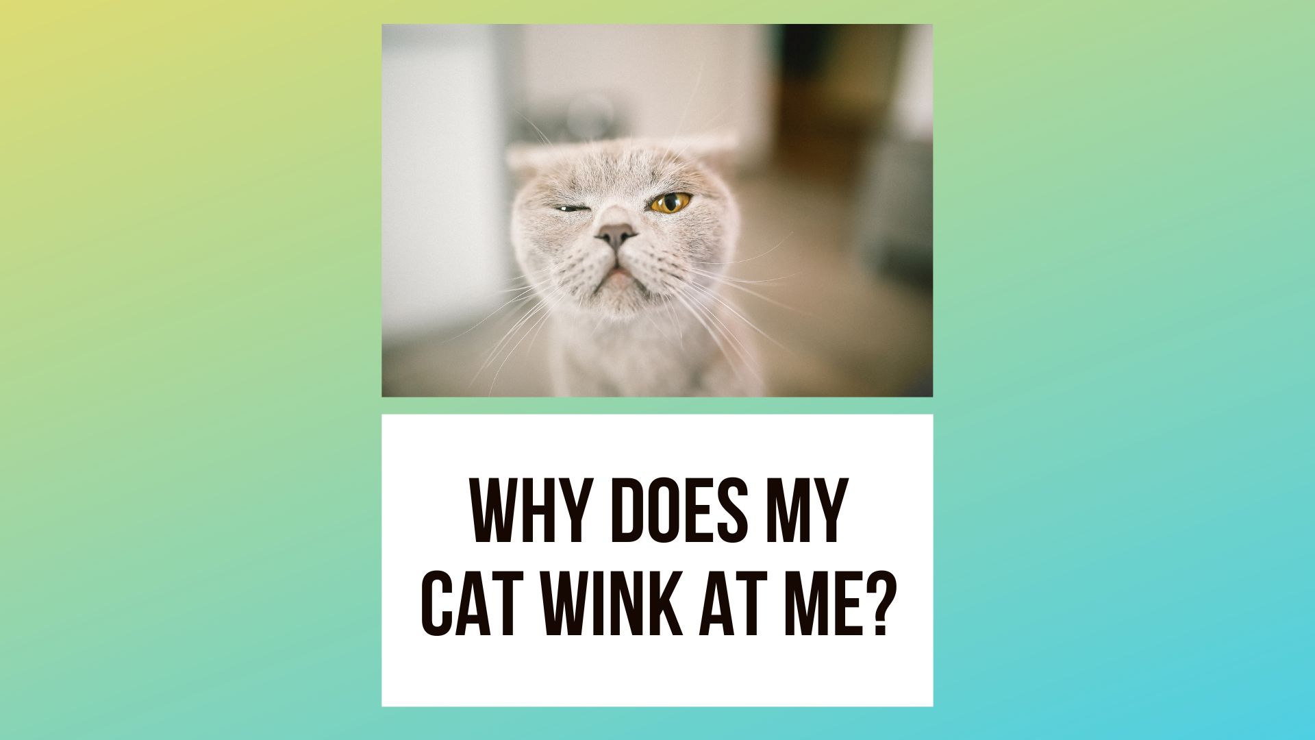 Why Does My Cat Wink at Me? What Does It Mean